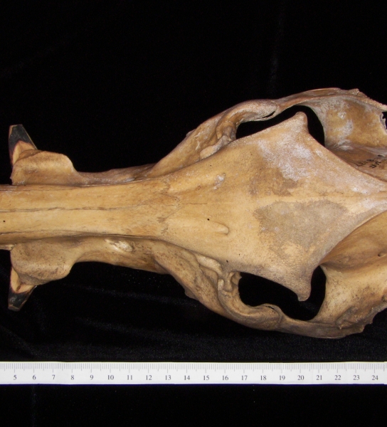 Wild boar (Sus scrofa) cranium, superior view