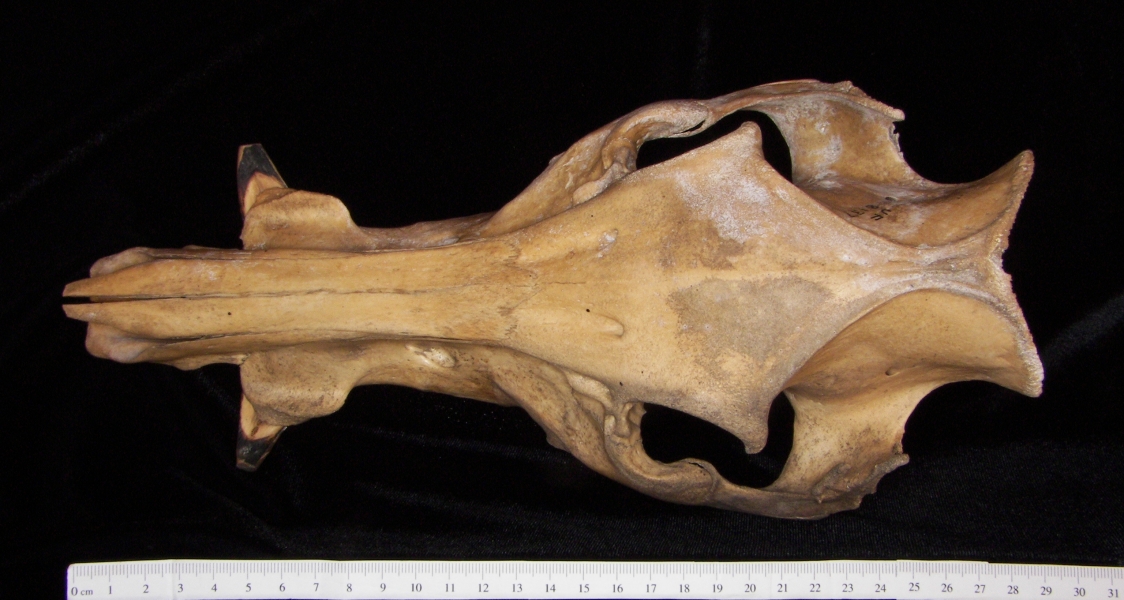 Wild boar (Sus scrofa) cranium, superior view