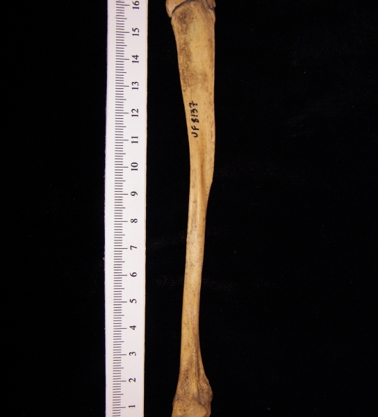 Wild boar (Sus scrofa) fibula, view 2