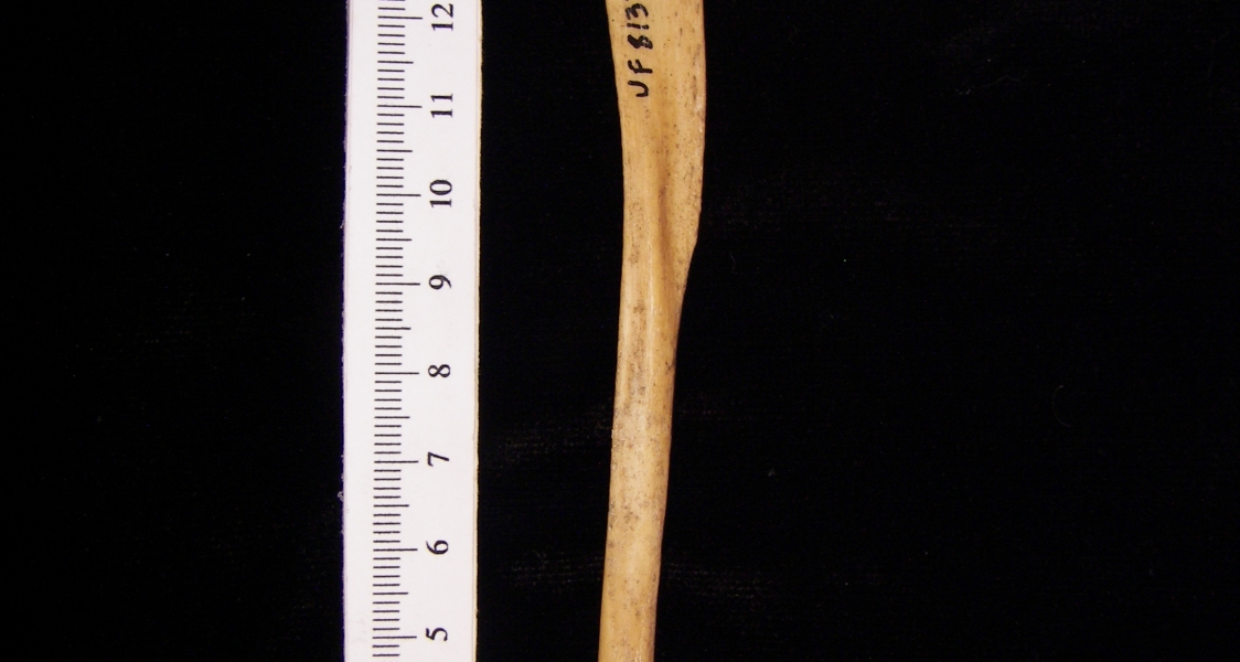 Wild boar (Sus scrofa) fibula, view 2