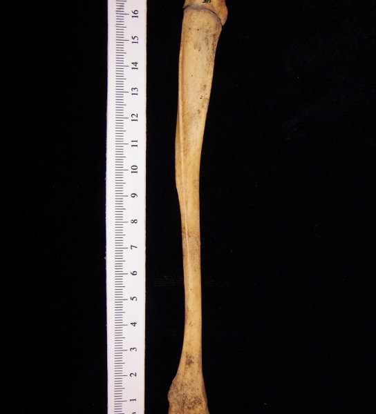 Wild boar (Sus scrofa) fibula