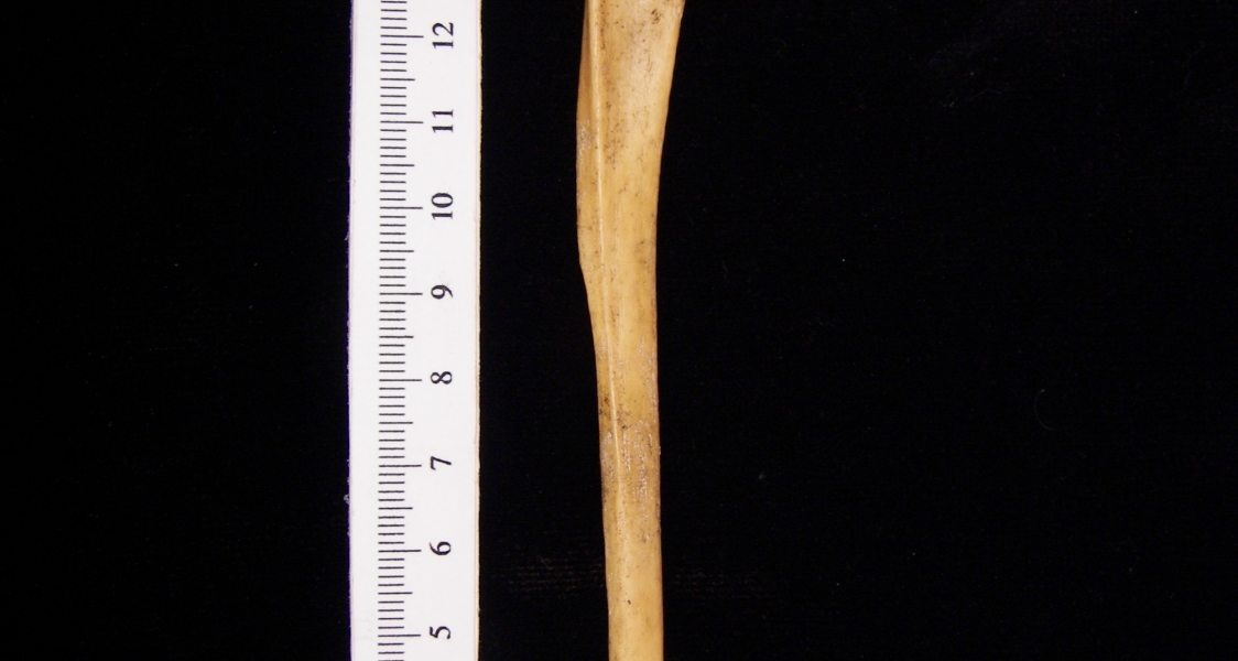 Wild boar (Sus scrofa) fibula