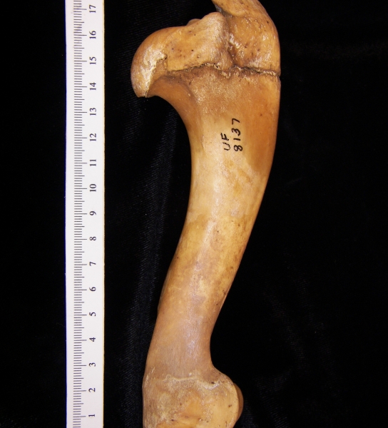 Wild boar (Sus scrofa) left humerus, anterior view