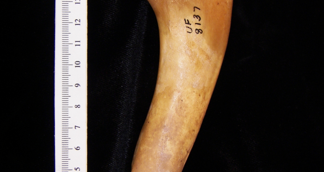 Wild boar (Sus scrofa) left humerus, anterior view