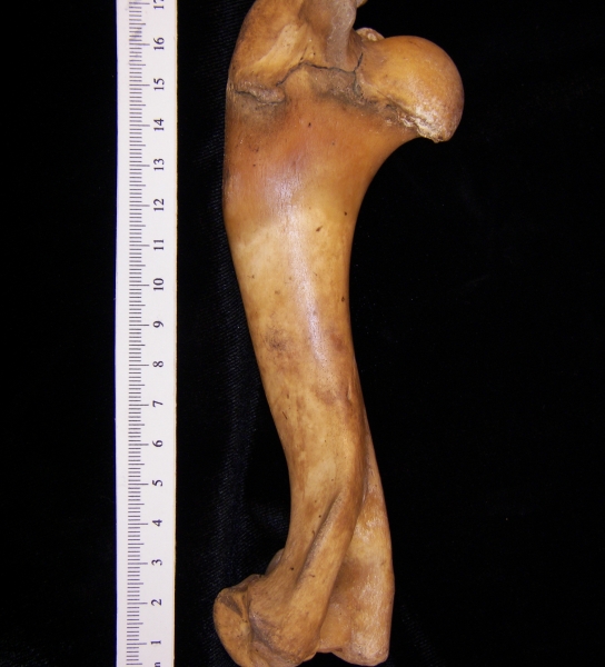 Wild boar (Sus scrofa) left humerus, posterior view