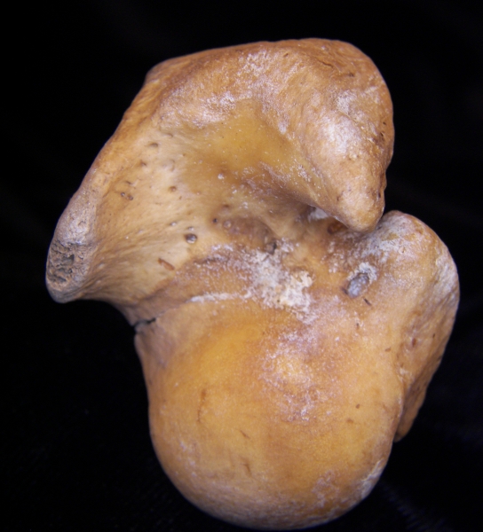 Wild boar (Sus scrofa) left humerus, proximal articular surface