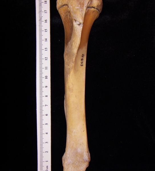 Wild boar (Sus scrofa) left tibia, anterior view