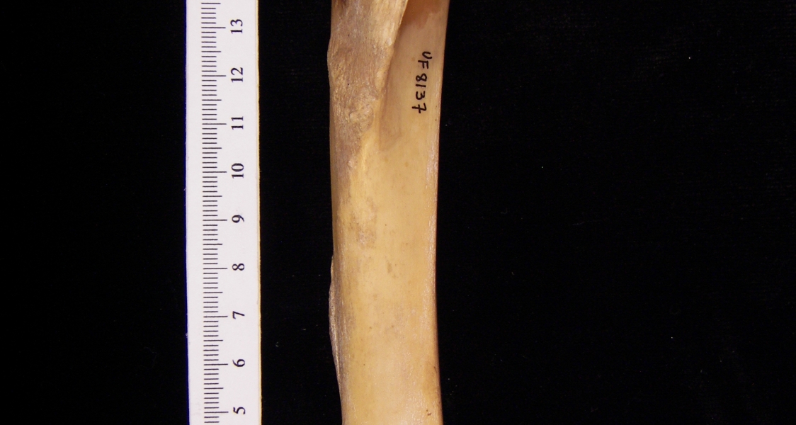 Wild boar (Sus scrofa) left tibia, anterior view