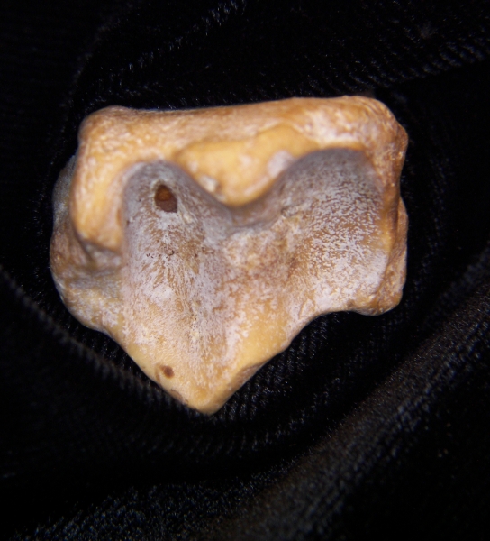 Wild boar (Sus scrofa) left tibia, distal articular surface