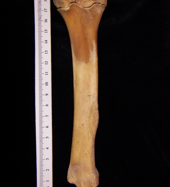 Wild boar (Sus scrofa) left tibia, posterior view