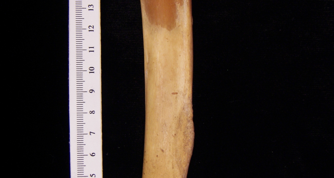 Wild boar (Sus scrofa) left tibia, posterior view