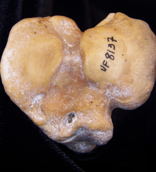 Wild boar (Sus scrofa) left tibia, proximal articular surface