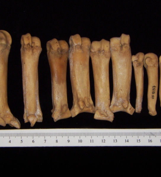 Wild boar (Sus scrofa) metacarpals and metatarsals