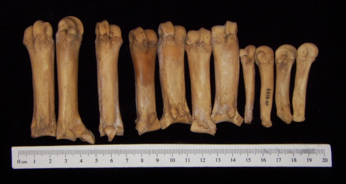 Wild boar (Sus scrofa) metacarpals and metatarsals