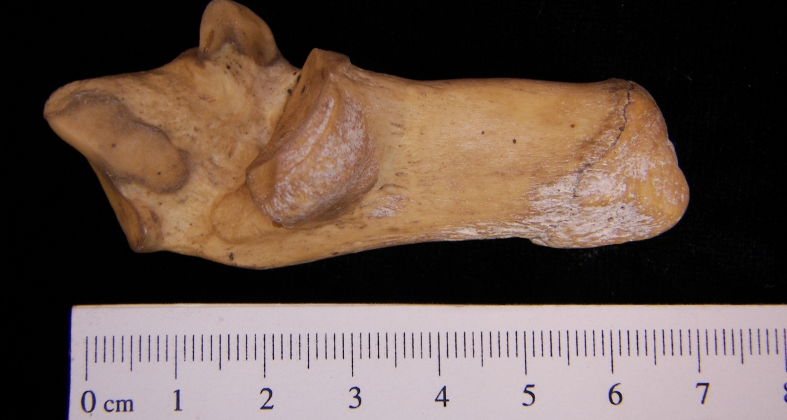 Medial View Right Wild Boar Calcaneus