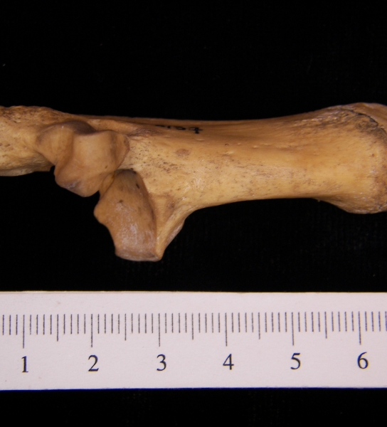 Superior View Right Wild Boar Calcaneus