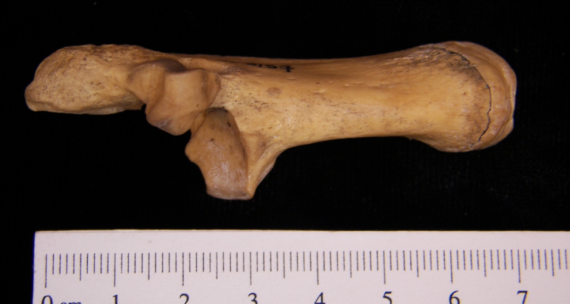 Superior View Right Wild Boar Calcaneus