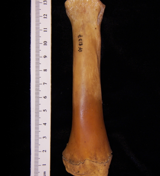 Wild boar (Sus scrofa) right radius, anterior view