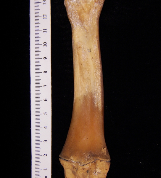 Wild boar (Sus scrofa) right radius, posterior view