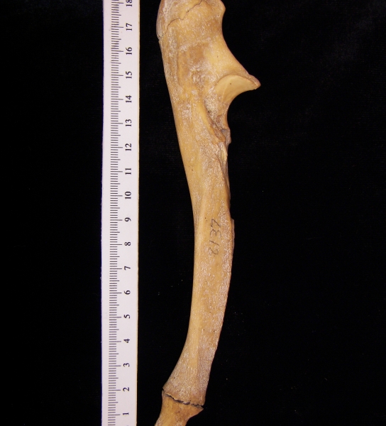 Wild boar (Sus scrofa) right ulna, lateral view