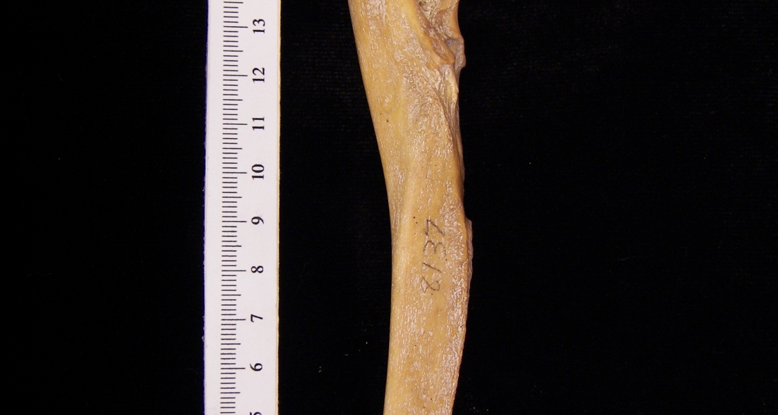 Wild boar (Sus scrofa) right ulna, lateral view