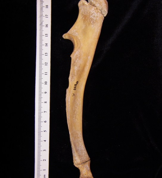 Wild boar (Sus scrofa) right ulna, medial view