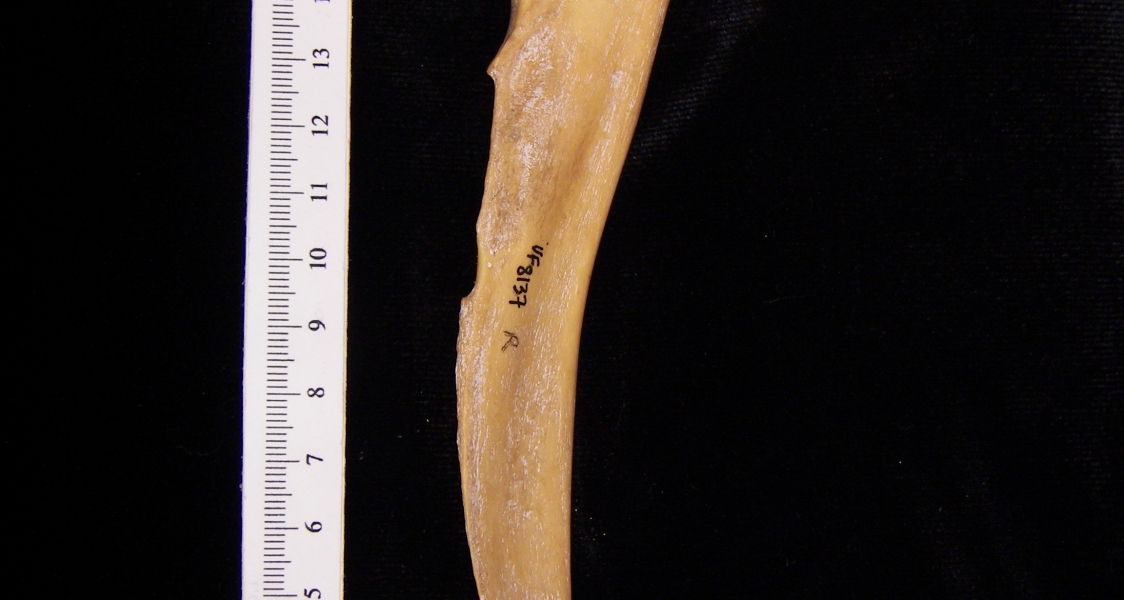 Wild boar (Sus scrofa) right ulna, medial view