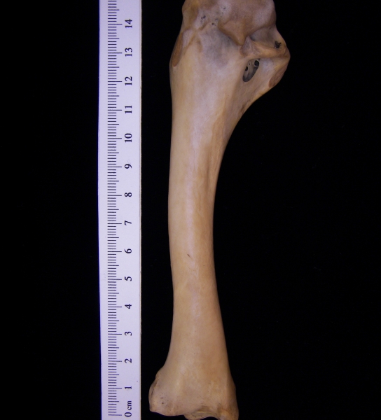 Wild turkey (Meleagris gallopavo) left humerus, view 2