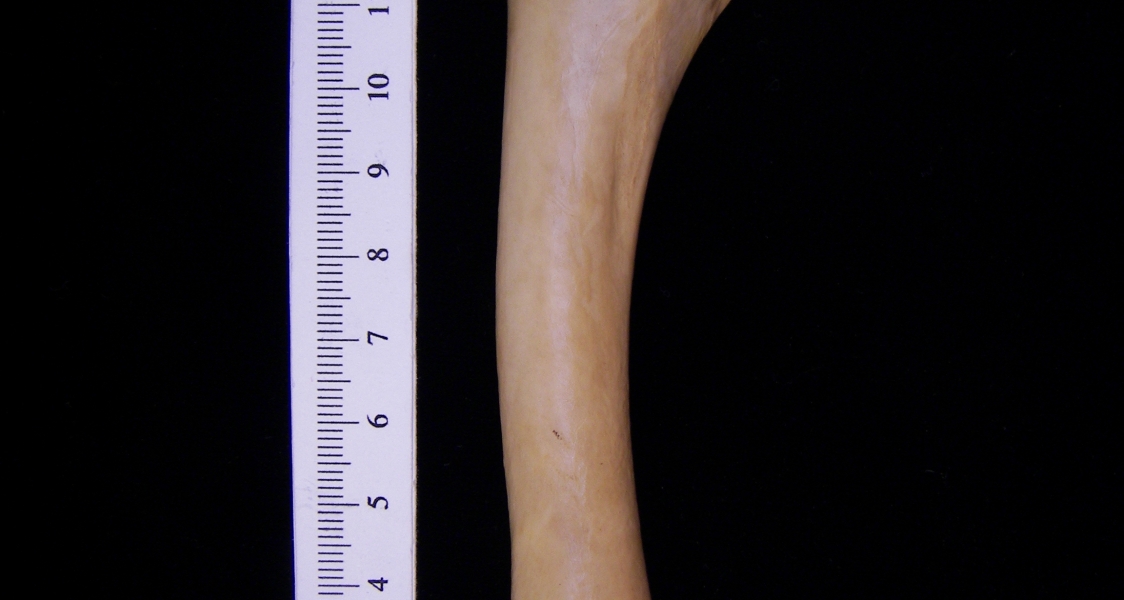 Wild turkey (Meleagris gallopavo) left humerus, view 2