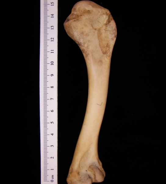 Wild turkey (Meleagris gallopavo) left humerus