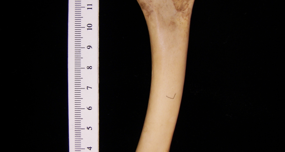 Wild turkey (Meleagris gallopavo) left humerus