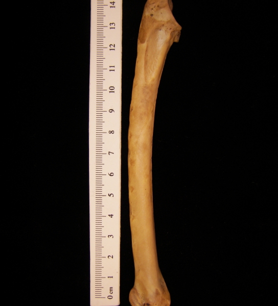 Wild turkey (Meleagris gallopavo) left ulna, view 2