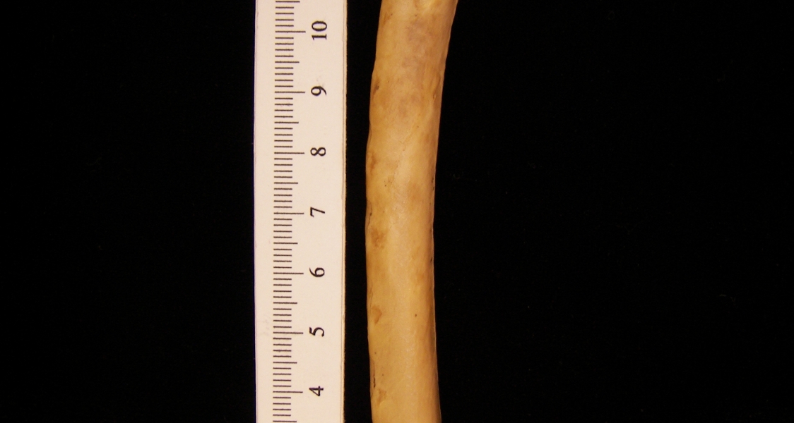 Wild turkey (Meleagris gallopavo) left ulna, view 2