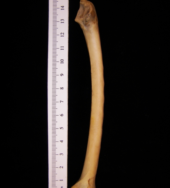 Wild turkey (Meleagris gallopavo) left ulna