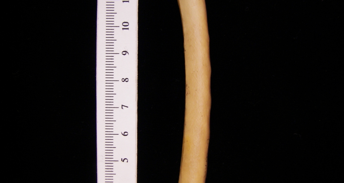 Wild turkey (Meleagris gallopavo) left ulna