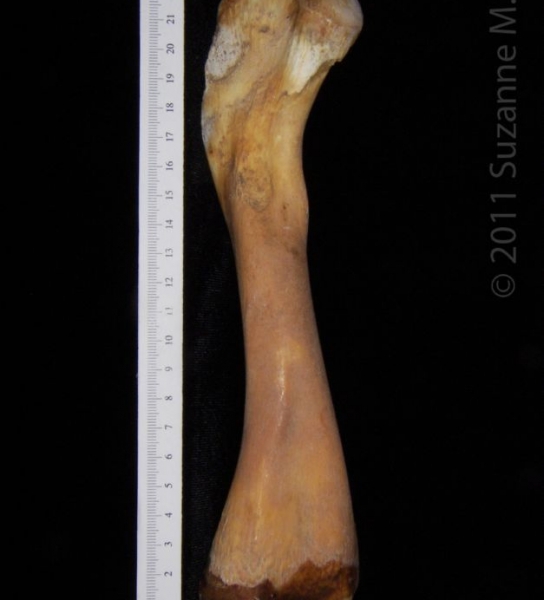 View 1 Alligator Femur