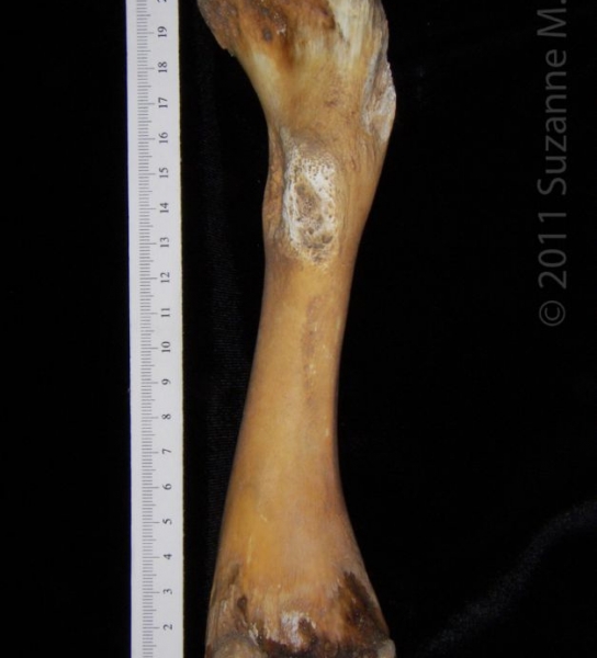 View 2 Alligator Femur