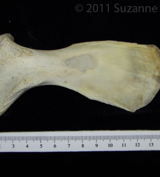 View 1 Right Alligator Scapula