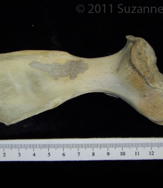 View 2 Right Alligator Scapula
