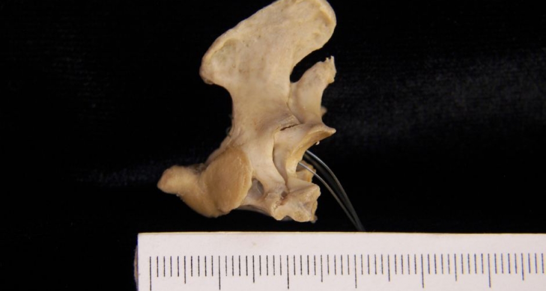 American Beaver Vertebrae C2