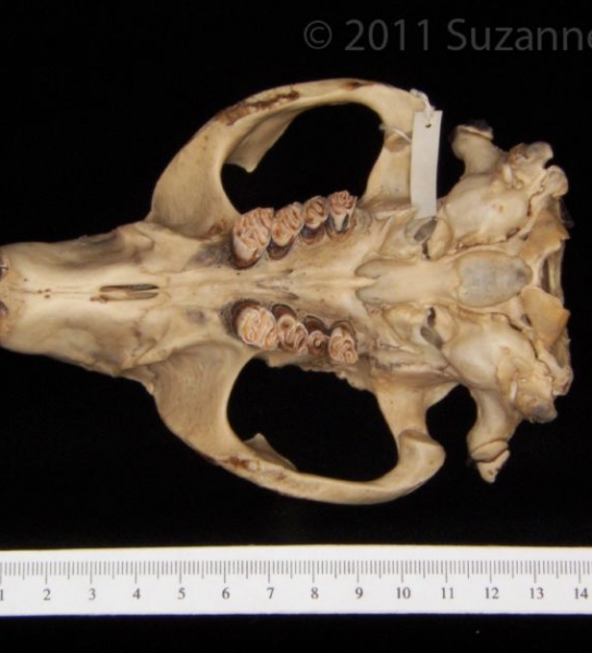 Inferior View American Beaver Cranium