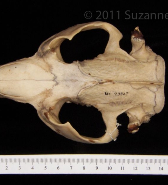 Superior View American Beaver Cranium