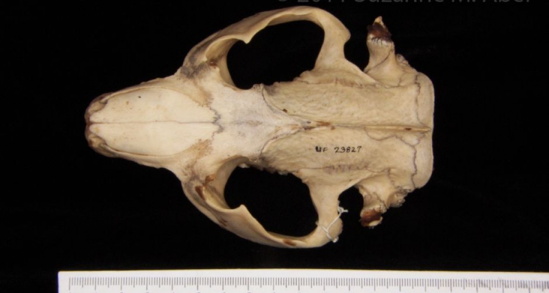 Superior View American Beaver Cranium