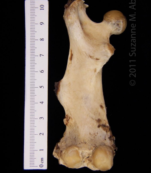 Posterior View Left American Beaver Femur