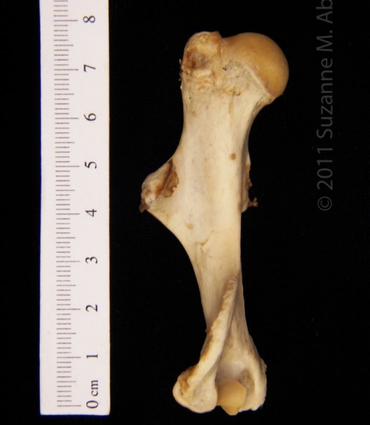 Anterior View Left American Beaver Humerus