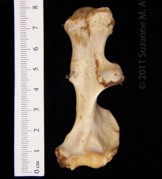 Posterior View Left American Beaver Humerus