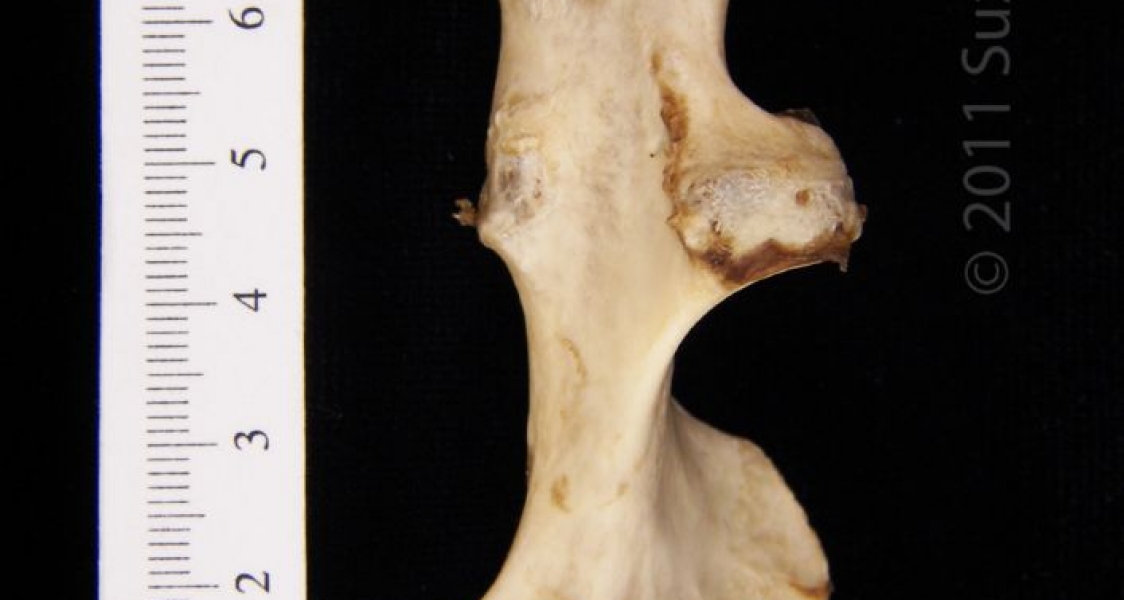 Posterior View Left American Beaver Humerus