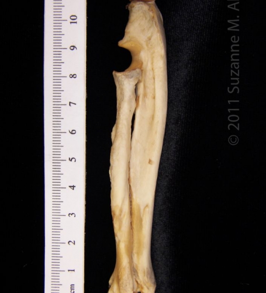 Lateral View American Beaver Left Radius & Ulna