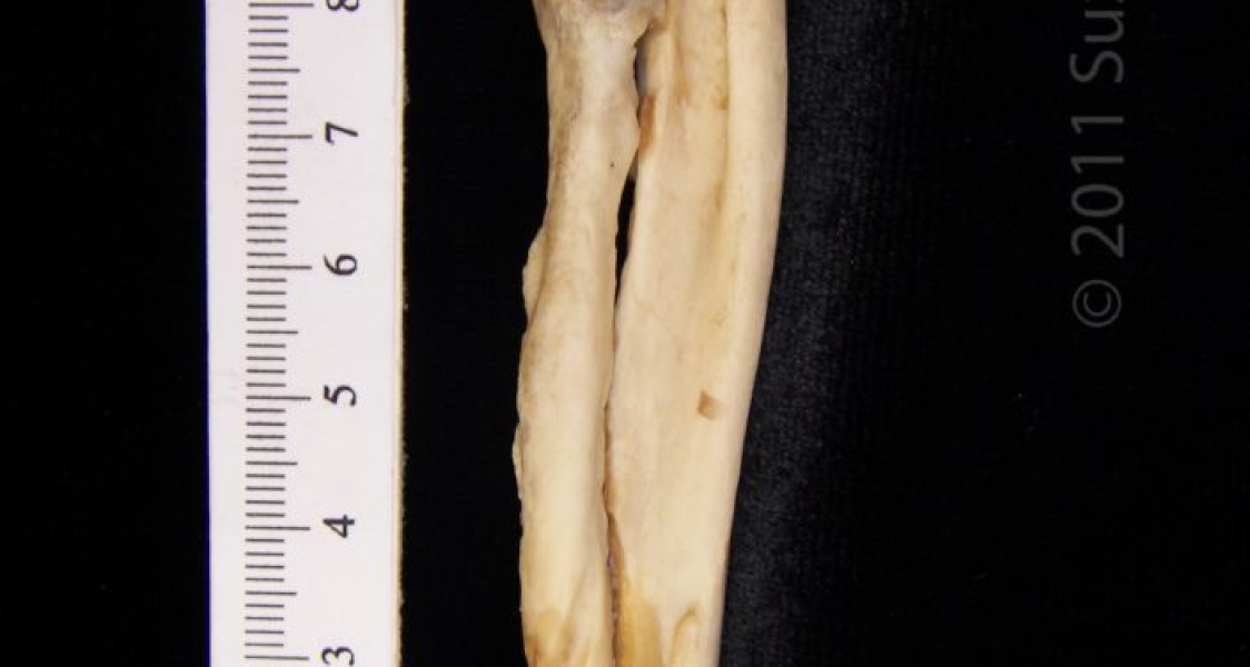 Lateral View American Beaver Left Radius & Ulna