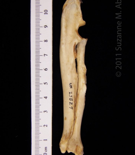Medial View Left Radius & Ulna American Beaver